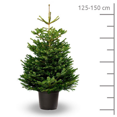 Sapin de Noël artificiel avec 150 LED avec support Blanc 150 cm | Leroy