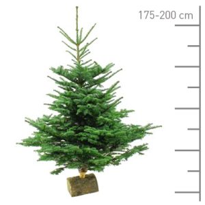 Sapin Nobilis coupé 150-175cm