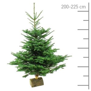 Sapin Nobilis coupé 200-225cm