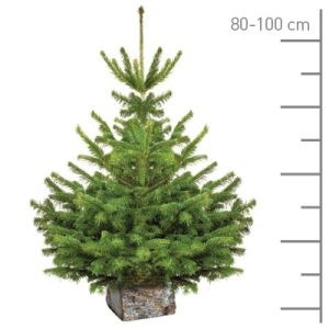 Sapin Nordmann coupé 80-100cm
