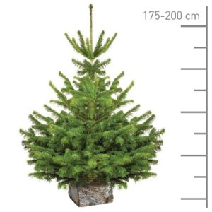 Sapin Nordmann coupé 175-200cm