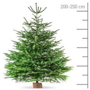 Sapin Nordmann coupé 200-250cm