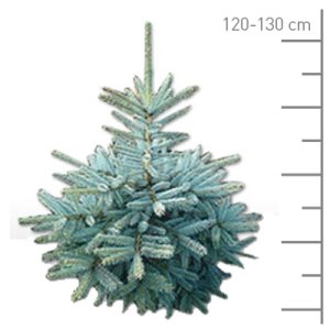 Sapin Epicea 1er choix coupé 150-200 cm