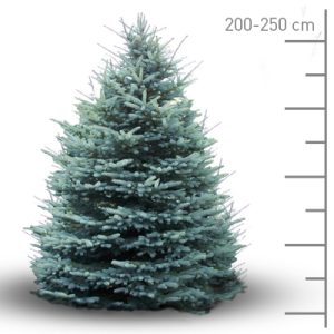 Sapin bleu Pungens coupé 200-250cm