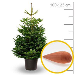 Sapin Nordmann pot 100-125cm + Ollas, taille S
