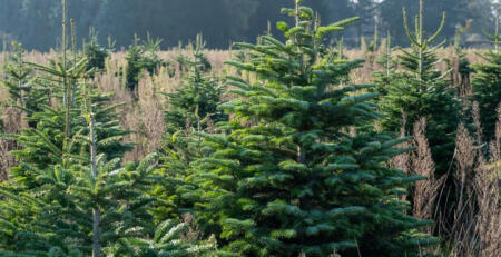 SAPIN-NOEL-CULTIVE-EN-SUISSE